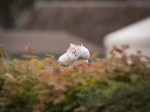 DSCF1207